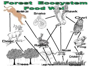 Forest Food Web Examples