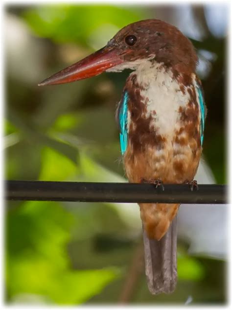 Bird Watching In Malaysia ASEAN White Throated Kingfisher