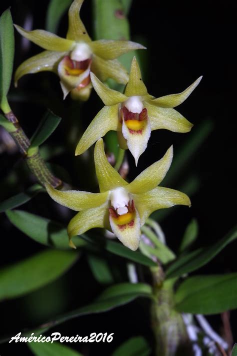 Orquídeas Soltas Dendrobium Officinale