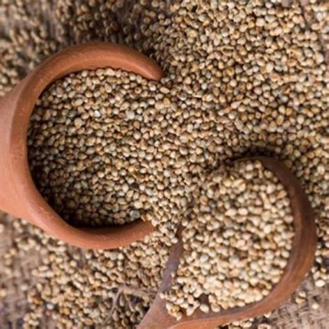 PEARL MILLET BAJRA Organic At Rs 40 Kg In Jodhpur ID 2849078353433