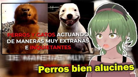 La Lagartija Reacciona A Videos De Perros Y Gatos Actuando De Maneras