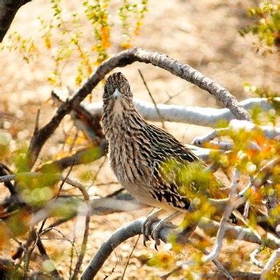 Greater Roadrunner - Geococcyx californianus | Wildlife Journal Junior