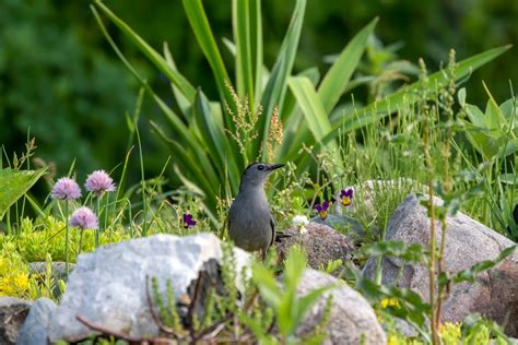 Gray Catbird: Identification, Range, And Photos