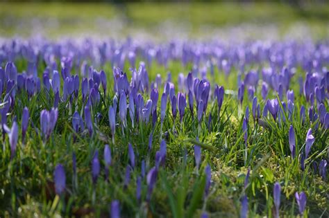 Crocus Fleurs La Nature Photo Gratuite Sur Pixabay Pixabay