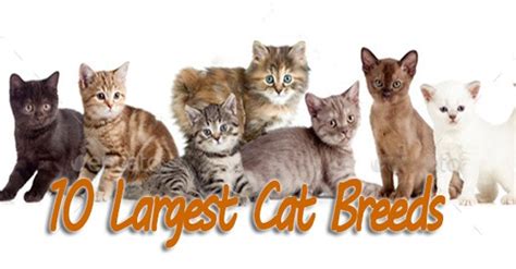 10 Largest Cat Breeds These Felines Will Steal Your Heart In A Big