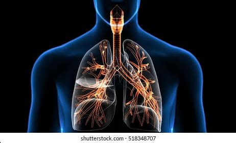 96 Background Ppt Respiratory System Pics - MyWeb