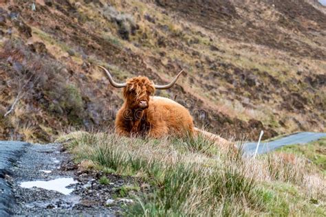 Escoc S Escoc S Peludo Gado Das Montanhas Ao Lado Da Estrada Ilha