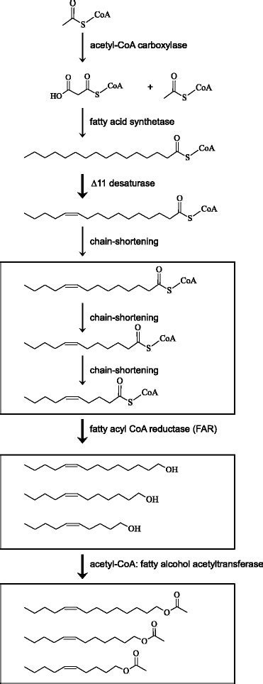 Biosynthetic Pathway Leading To The Sex Pheromone Of Agrotis Segetum