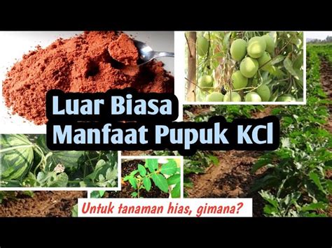 Pelajari Manfaat Pupuk Untuk Tanaman Yang Perlu Diketahui Biotifor