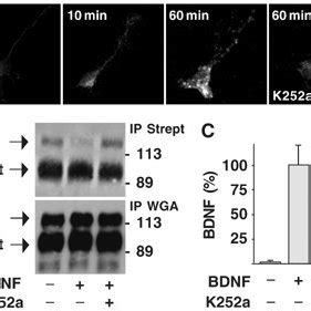 Trkb Mediated Bdnf Endocytosis In Cultured Hippocampal Neurons A