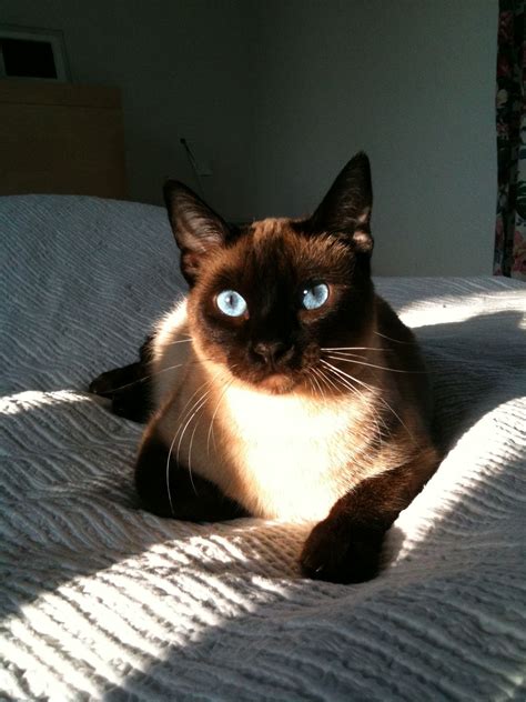 Looks So Much Like My Tanashini Tonkinese Cat Gorgeous Cats Cats