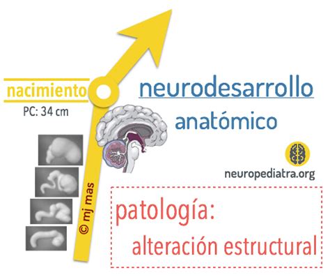 Etapas Del Neurodesarrollo Neuronas En Crecimiento