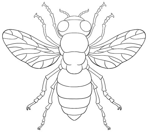 Partes De Un Insecto Para Colorear