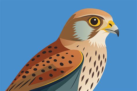 Kestrel Vector Illustration Graphic By Kanay Lal Creative Fabrica