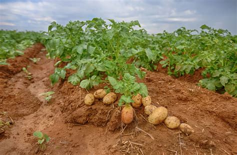 Melhora produção de batata em Tete FENAGRI