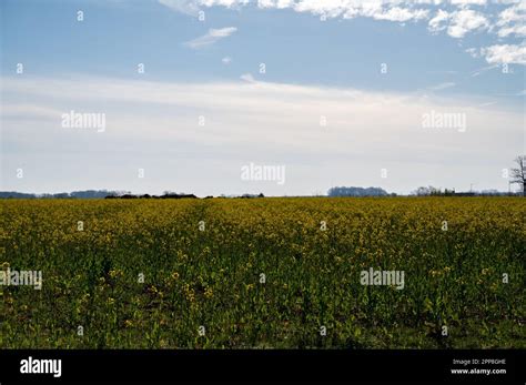 Botanical collection, Rapeseed Brassica napus bright-yellow flowering ...