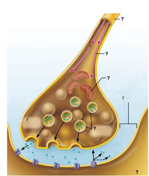 Motor Neuron Structure Diagram Quizlet