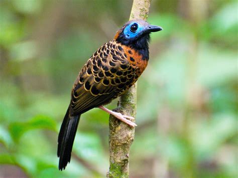 Beautiful Birds In Costa Rica To Observe And Admire Sonoma Birding