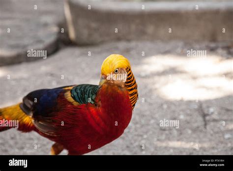 Male Golden pheasant also called the Chinese pheasant or chrysolophus ...