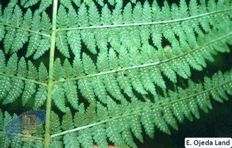 Biota Athyrium Filix Femina L Roth