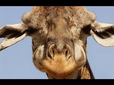 Geoff The Mental Giraffe Goat Simulator YouTube