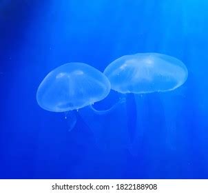 Closeup Sea Moon Jellyfish Translucent Blue Stock Photo