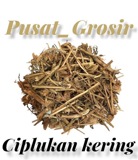 DAUN CIPLUKAN KERING ASLI BERAT 1 KG Lazada Indonesia