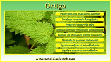 Plantas Medicinales Ortiga