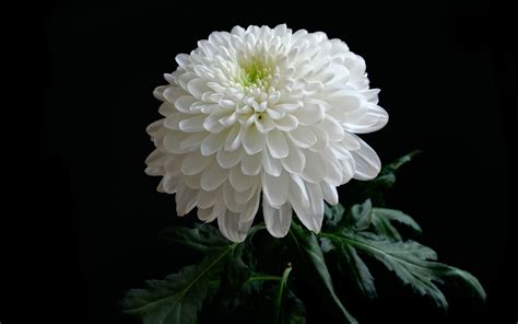 Wallpaper White Chrysanthemum Petals Black Background 1920x1200