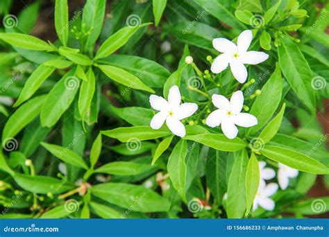 Fresh White Sampaguita Jasmine Blooming With Bud Inflorescence And