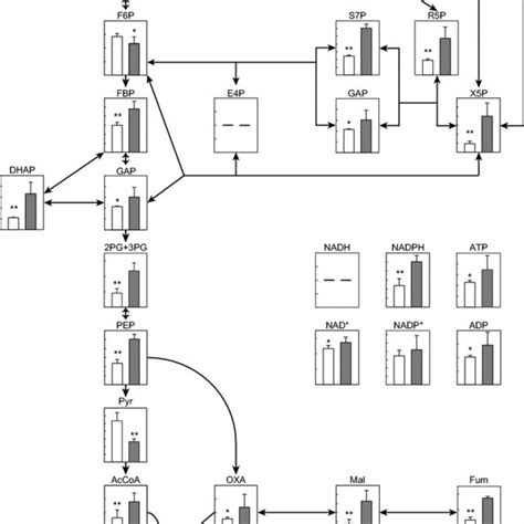 Metabolic Profile Of Aerobically Growing Wild Type Strain C Glutamicum