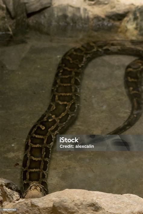 Venomous Snake Python Stock Photo - Download Image Now - Animal, Animal ...