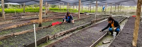 Coacap Continua Con Las Actividades De Producci N Y Manejo De Plantas