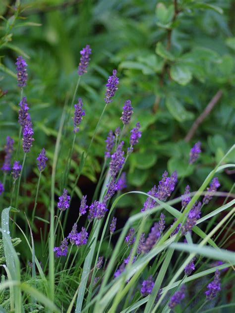 Lavandula X Intermedia Phenomenal Niko Beth Chattos Plants And Gardens