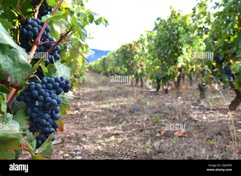 Weinberg Hintergrund Stockfotos Und Bilder Kaufen Alamy