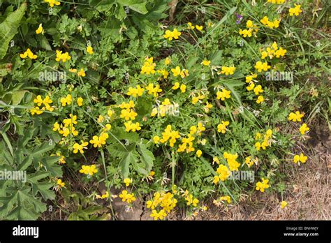 Common Bird S Foot Trefoil By A Hedge Near Chatsworth Summer Derbyshire