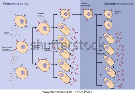 4 Clonal Selection Images, Stock Photos & Vectors | Shutterstock