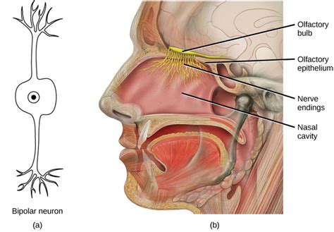 Taste And Smell Boundless Biology