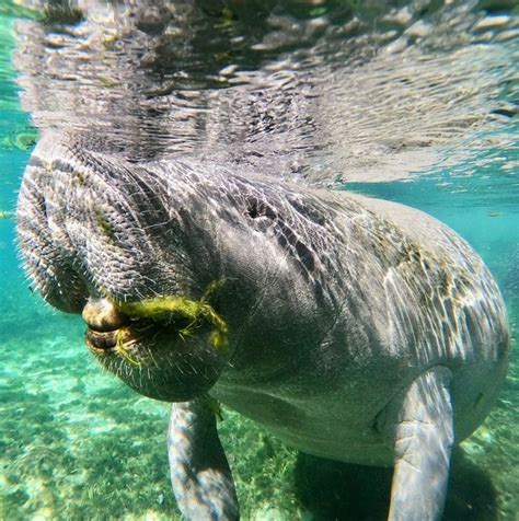 Crystal River Manatee Kayak Tour | Get Up and Go Kayaking