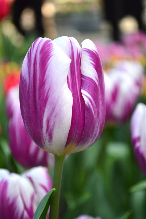 Tulip Flaming Flag Flower Bulbs Dutchgrown™ Order Online Tulip Bulbs Bulb Flowers