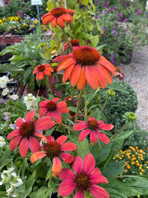 Echinacea plant Care - Guzman's Garden Centers