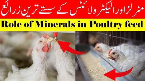 Role Of Minerals In Poultry Feed Minerals For Chickens Youtube