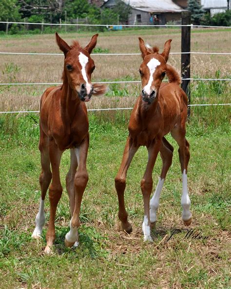 Meet Majus And Majician: Twin Horses With An Incredible Survival Story