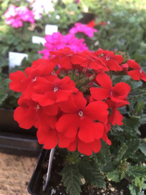 VERBENA 'RED' – Horlings Plants