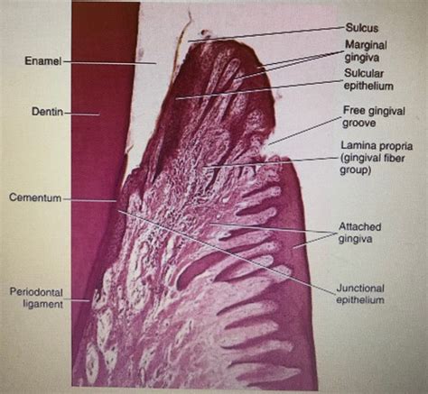 Gingival And Dentogingival Junctional Tissue Flashcards Quizlet