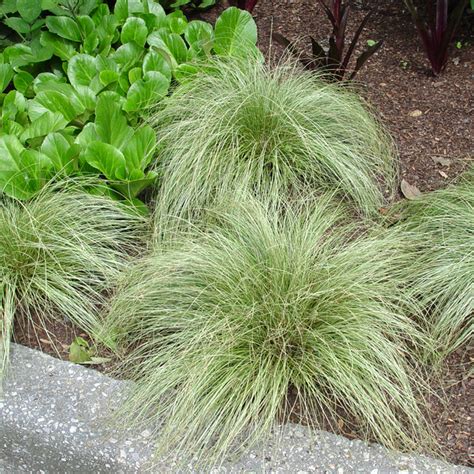 Carex Albula Frosted Curls Ricadente Yougardener