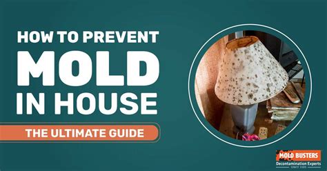 How To Prevent Mold In The House The Ultimate Guide