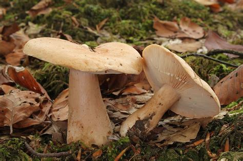 Lactarius Pallidus The Ultimate Mushroom Guide