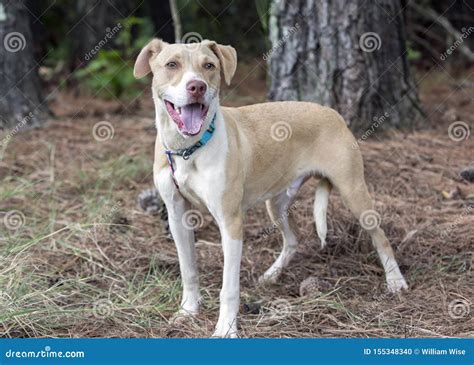 Chocolate Lab And Pitbull Mix Puppies 33 Labrador Mixed Breeds