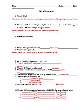 DNA Structure Worksheet by D Meister | Teachers Pay Teachers